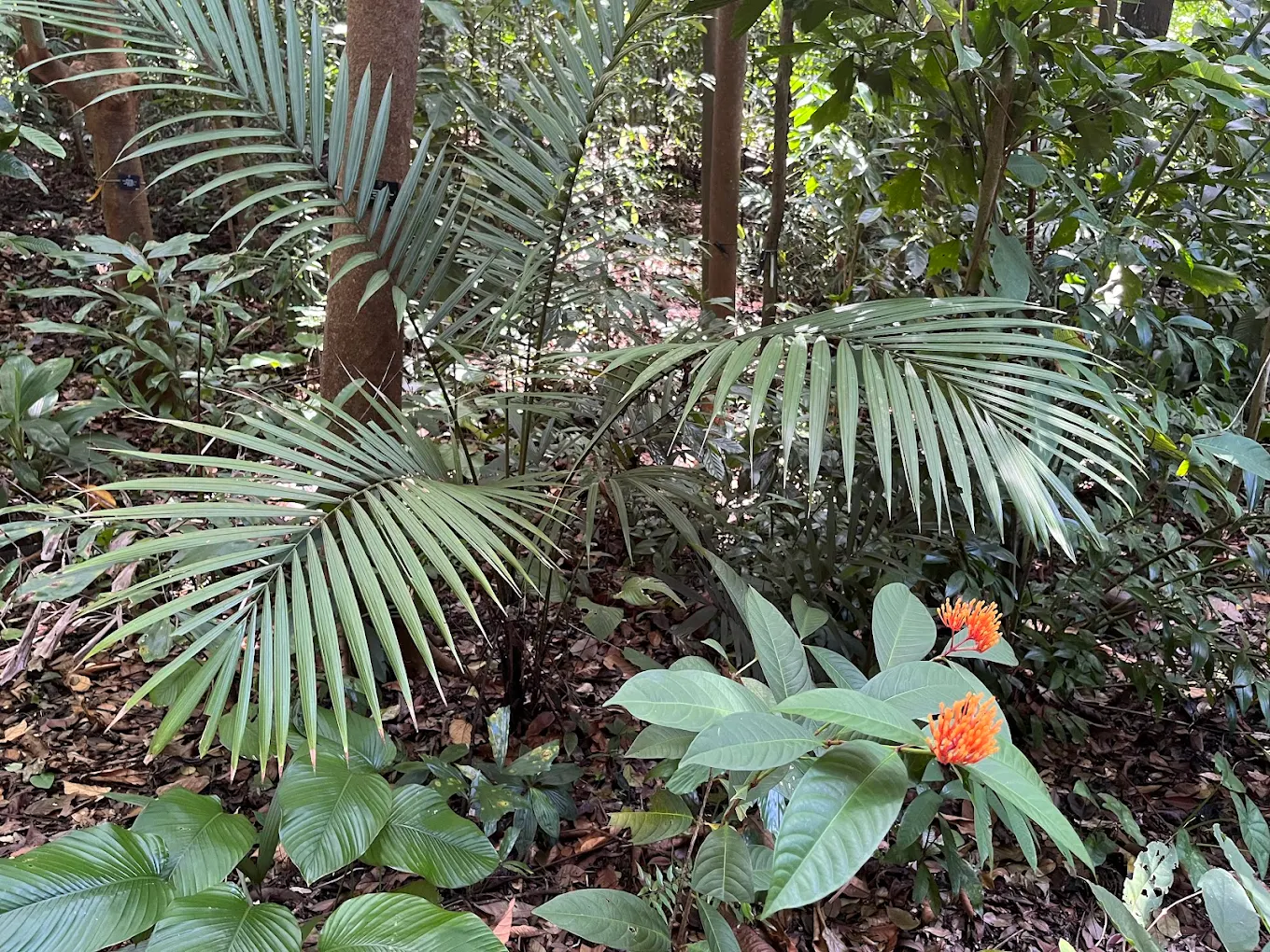 Rainforest Trail, photo 1 of 9