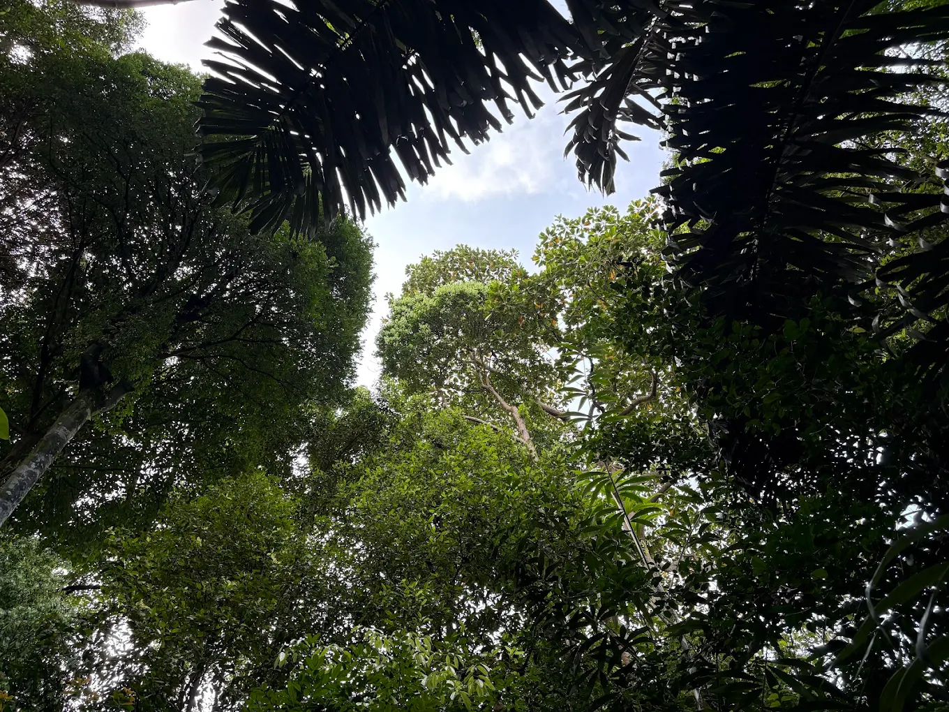 Rainforest Trail, photo 2 of 9