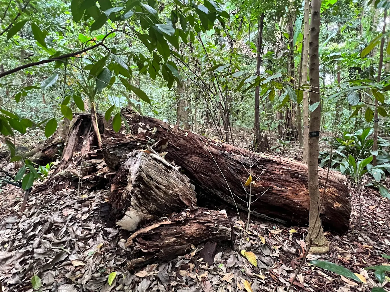 Rainforest Trail, photo 3 of 9