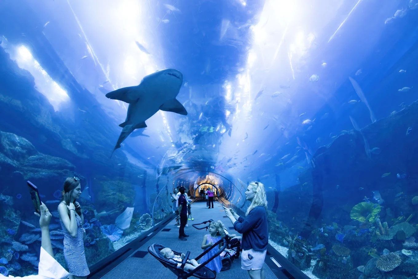 Dubai Aquarium & Underwater Zoo, photo 1 of 11