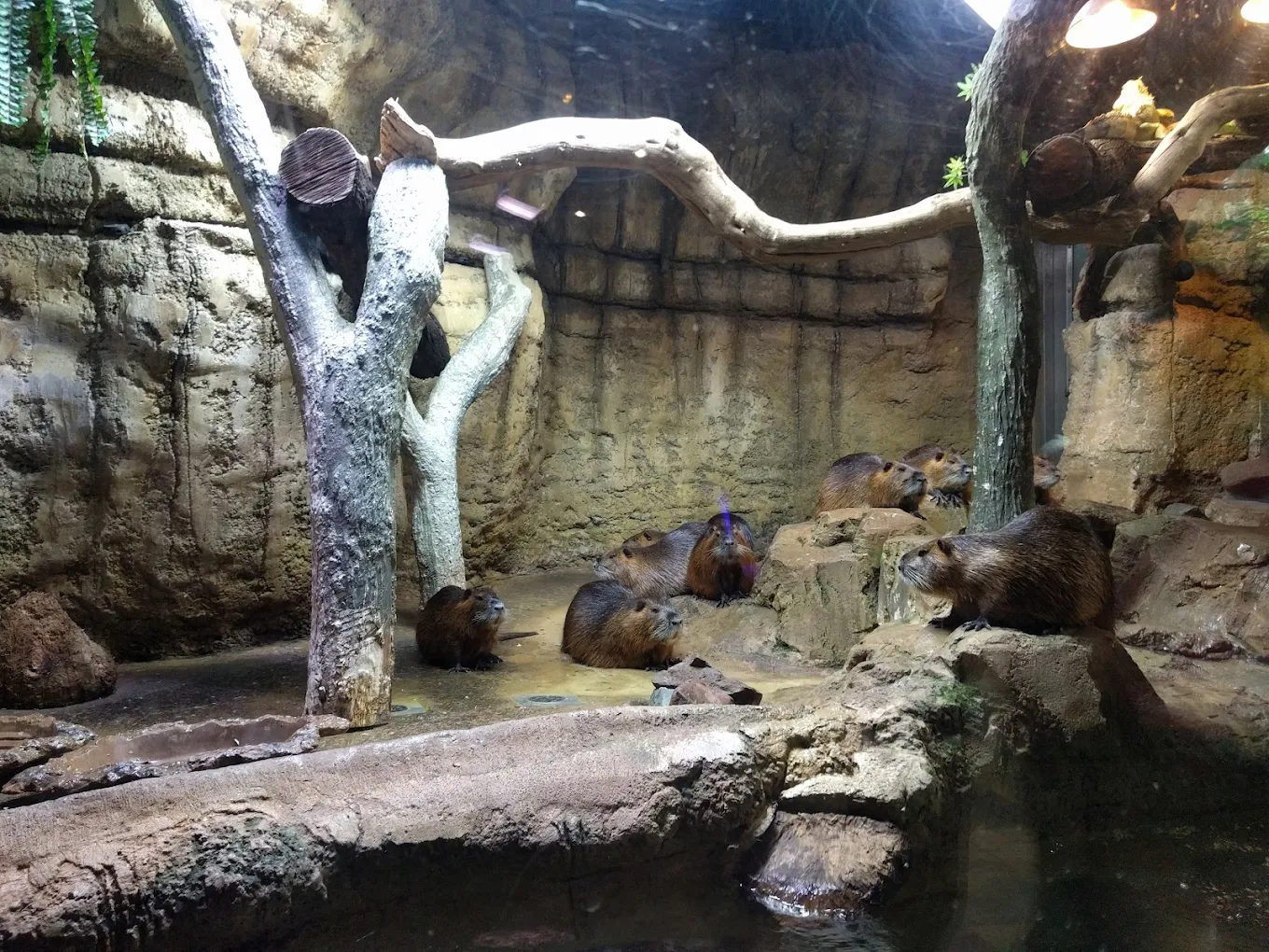 Dubai Aquarium & Underwater Zoo, photo 3 of 11