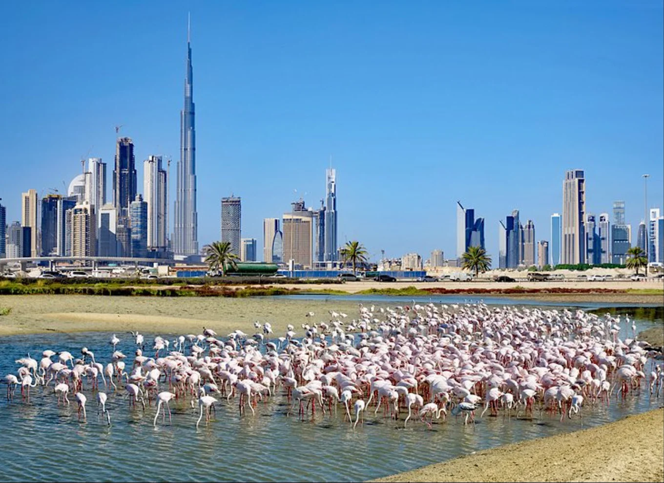 Ras Al Khor Wildlife Sanctuary, photo 1 of 8