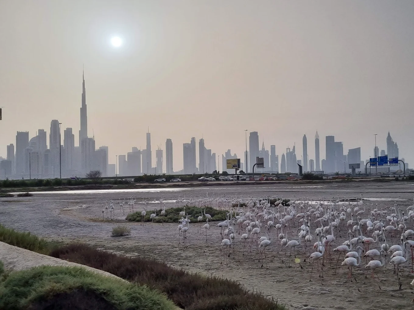 Ras Al Khor Wildlife Sanctuary, photo 2 of 8