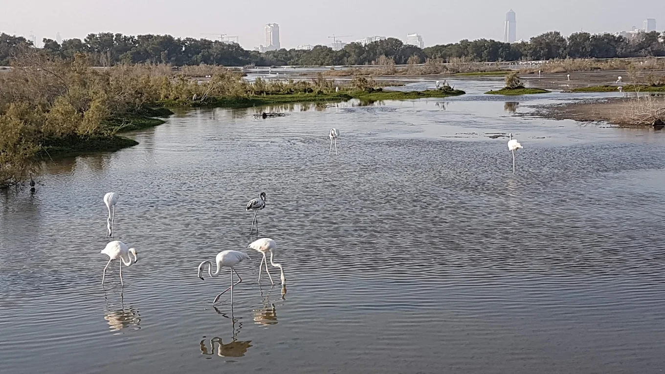 Ras Al Khor Wildlife Sanctuary, photo 3 of 8