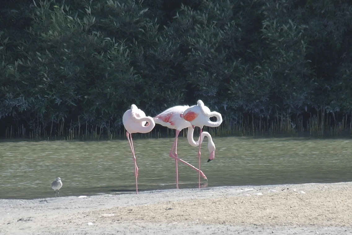 Ras Al Khor Wildlife Sanctuary, photo 4 of 8