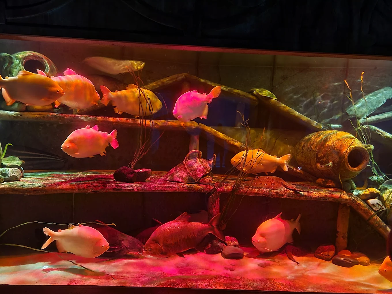 The Lost Chambers Aquarium at Aquaventure World, photo 2 of 9
