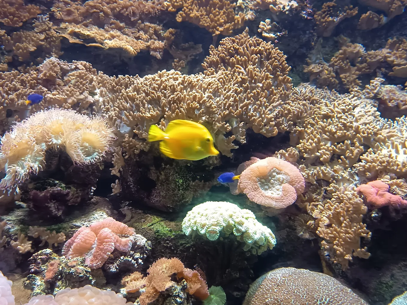 The Lost Chambers Aquarium at Aquaventure World, photo 3 of 9