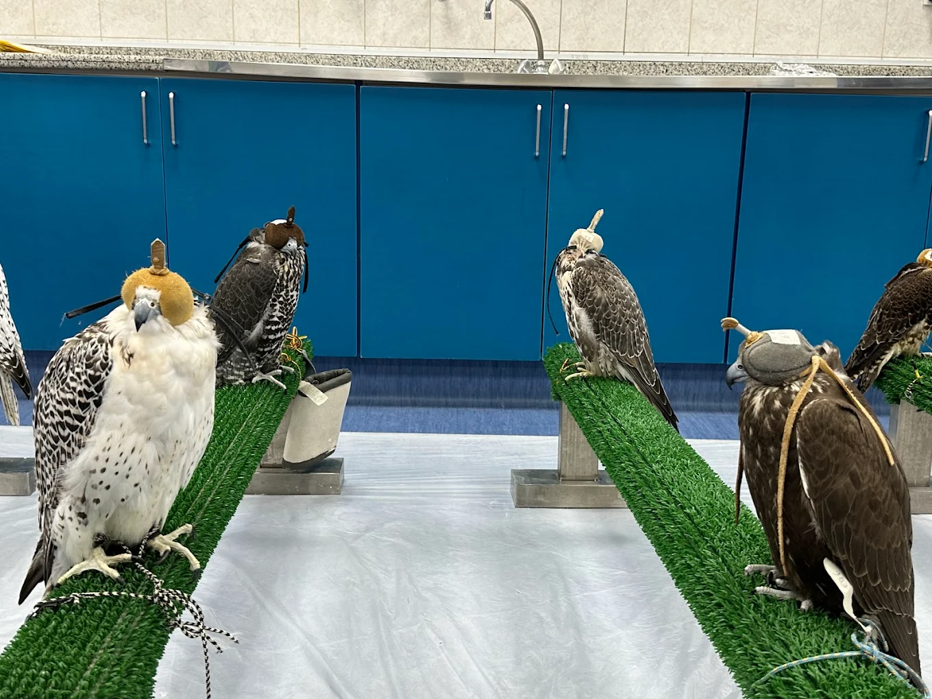 Abu Dhabi Falcon Hospital, photo 1 of 12