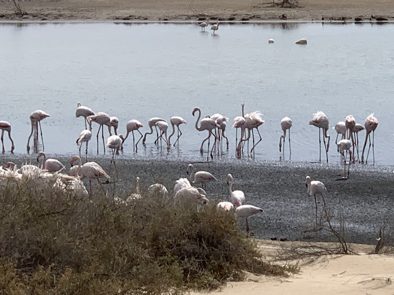 Al Wathba Wetland Reserve, photo 4 of 9