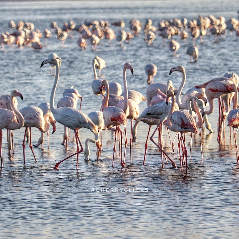 Al Wathba Wetland Reserve, photo 1 of 9