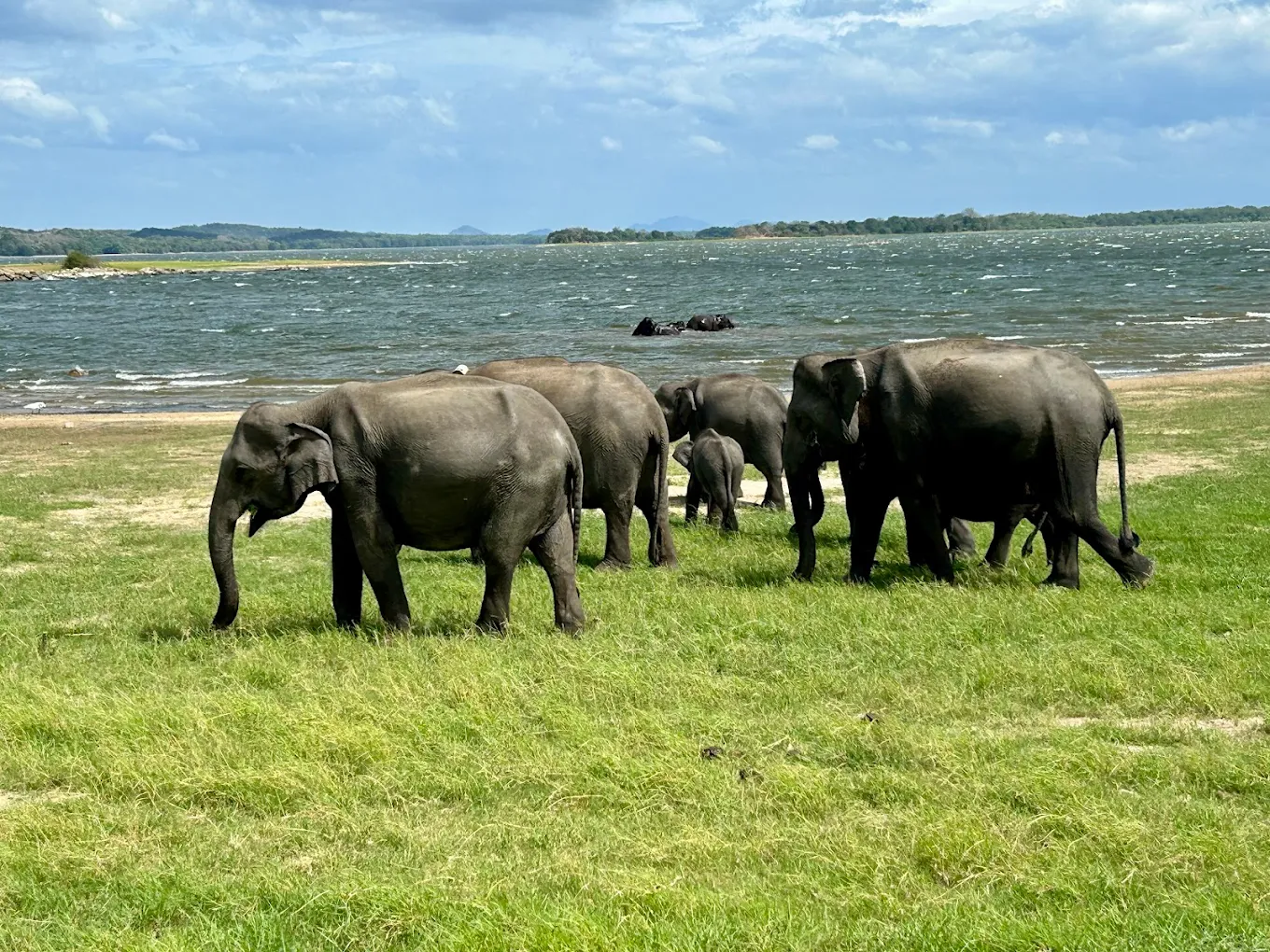Minneriya National Park, photo 1 of 9
