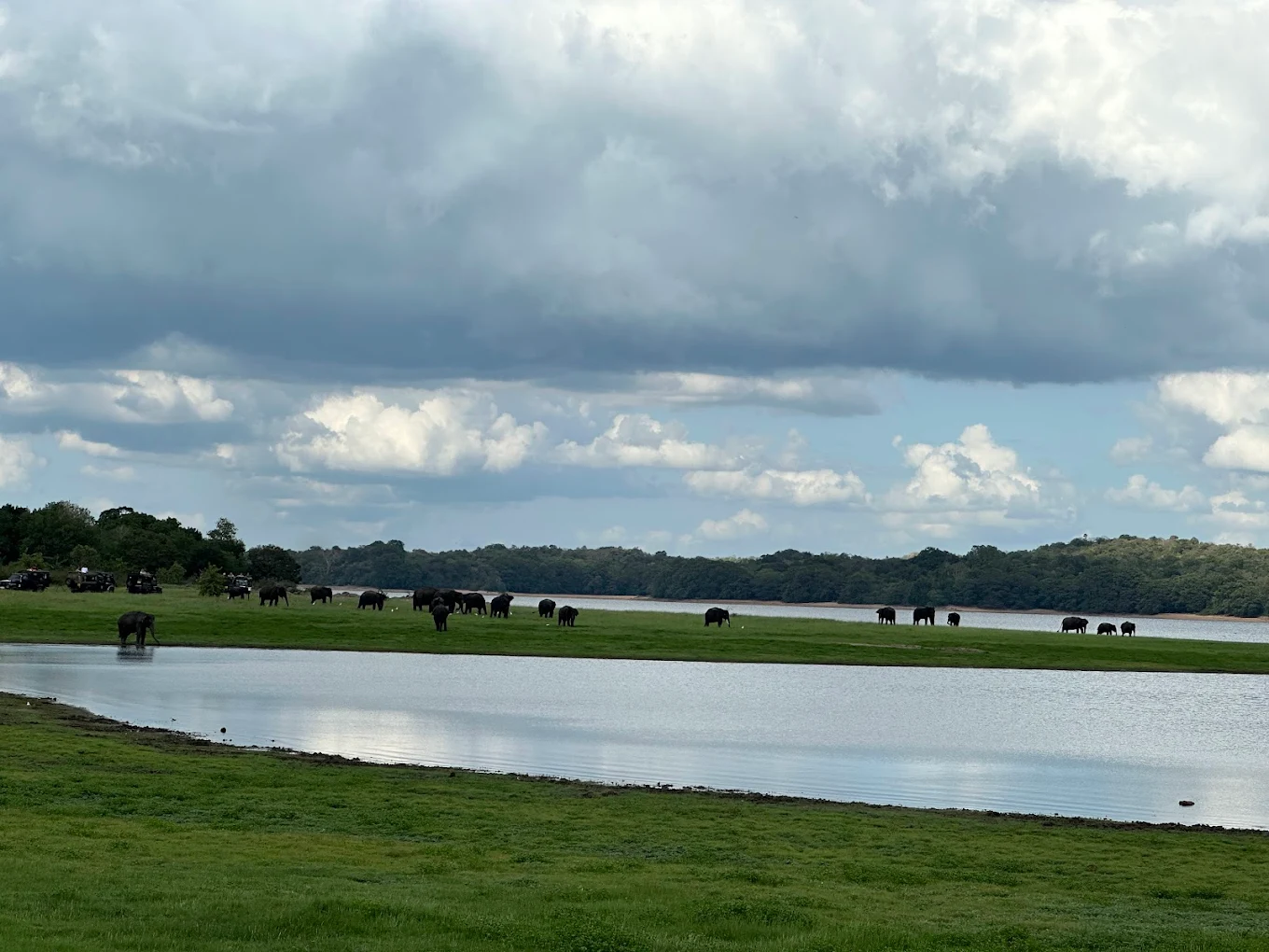 Minneriya National Park, photo 4 of 9