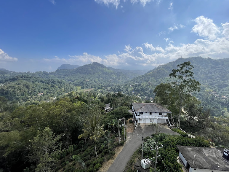 Tea plantations, photo 3 of 8