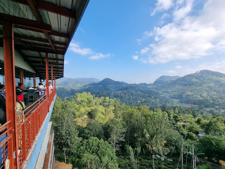 Tea plantations, photo 2 of 8