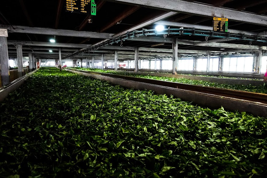 Tea plantations, photo 4 of 8