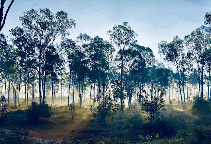 Turahalli Forest, photo 1 of 11