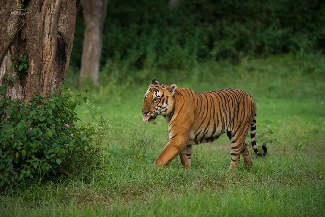 Bandipur National Park, photo 1 of 10