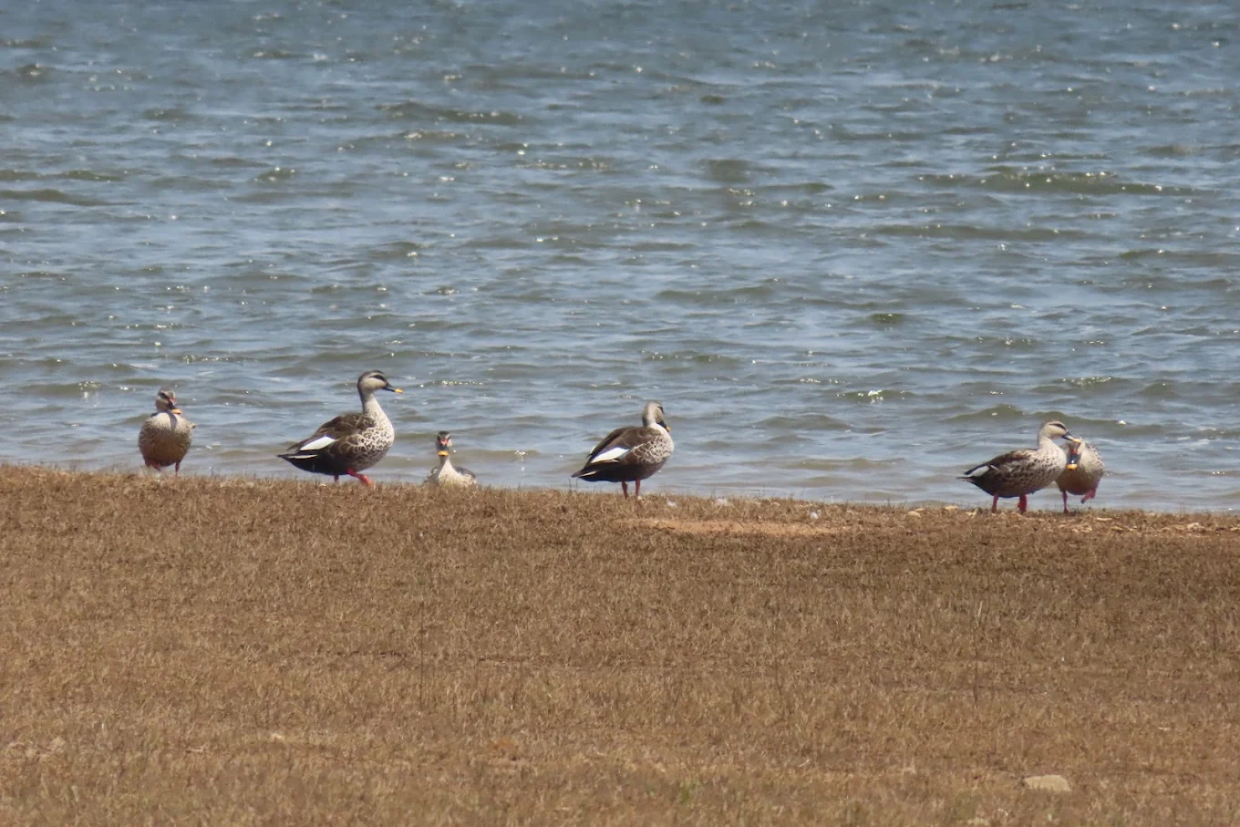 Kabini Backwaters, photo 1 of 6
