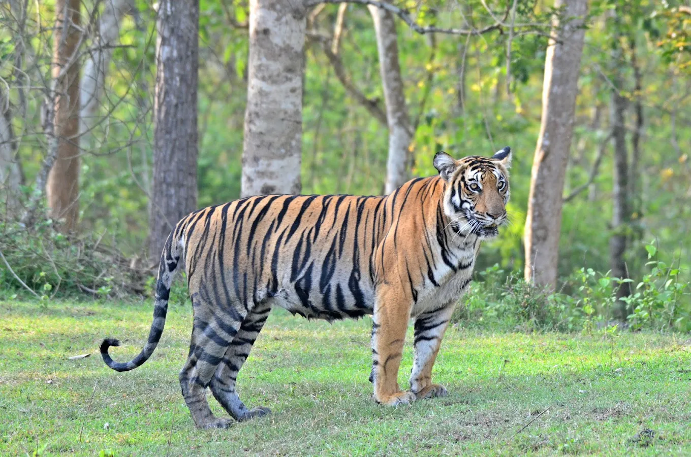 Nagarahole Tiger Reserve, photo 1 of 9