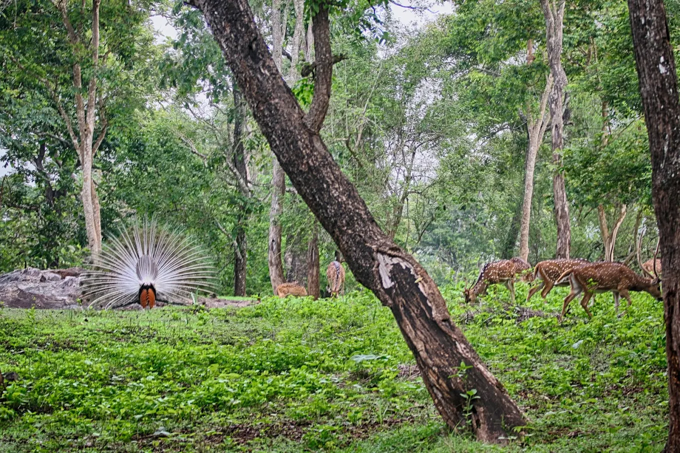 Nagarahole Tiger Reserve, photo 4 of 9