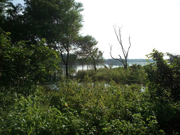 Lingambudhi Lake, photo 3 of 7