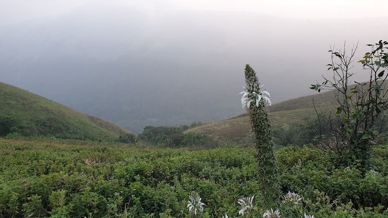 Devaramane hills, photo 2 of 8