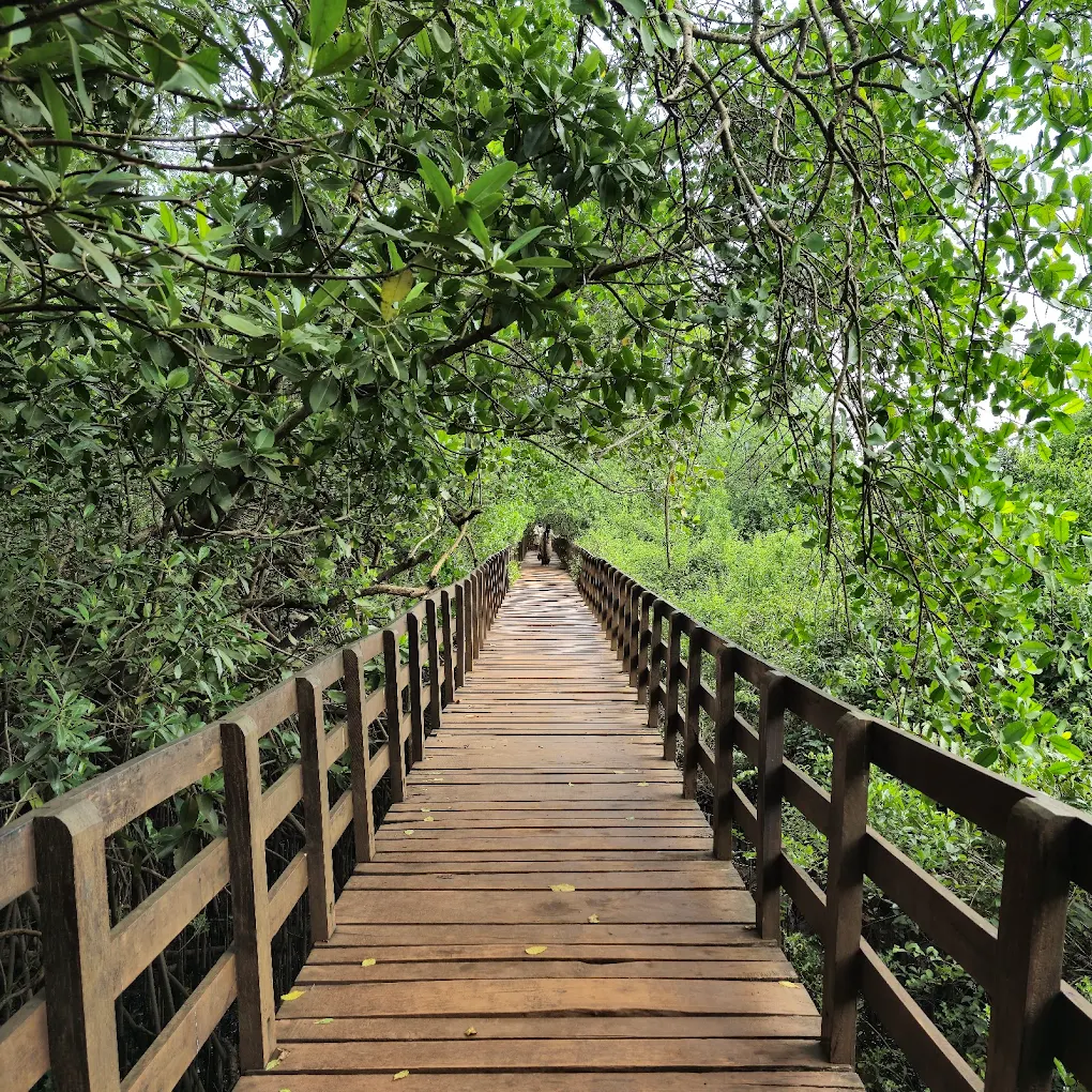 Sharavathi Kandla Mangrove Boardwalk, photo 1 of 10