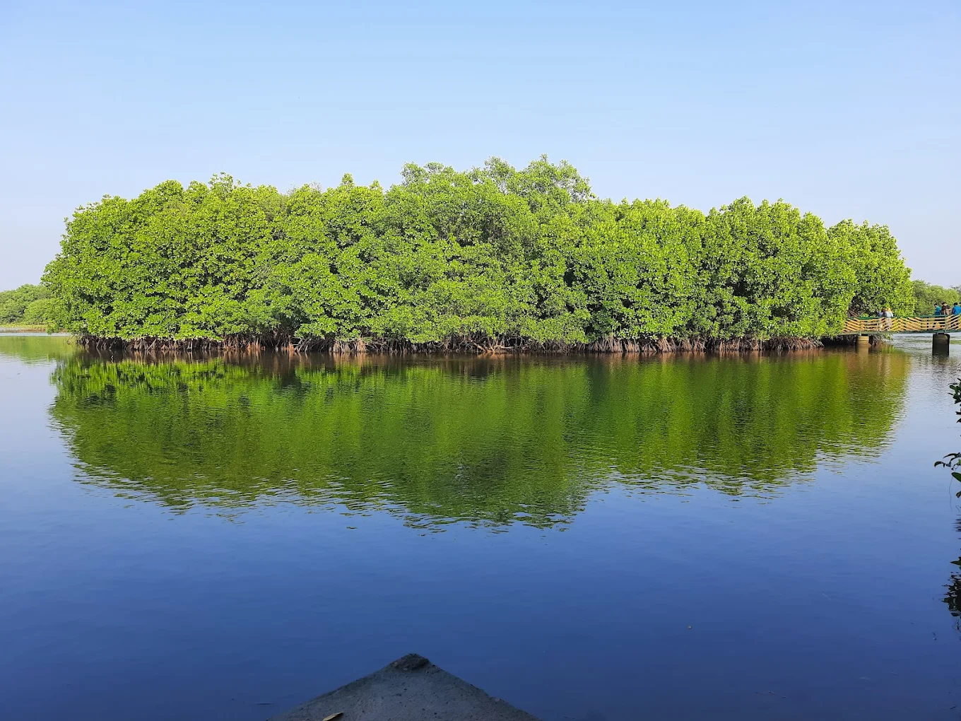 Sharavathi Kandla Mangrove Boardwalk, photo 3 of 10