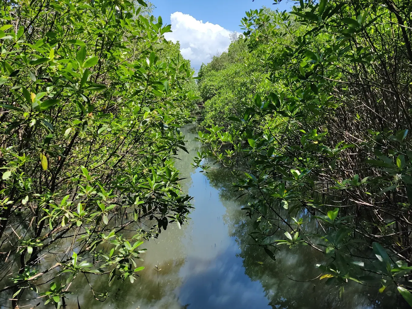 Sharavathi Kandla Mangrove Boardwalk, photo 4 of 10