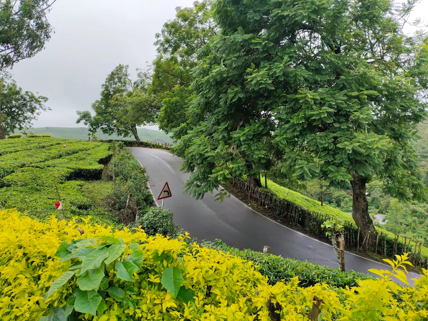 Kolukkumalai Tea Estate, photo 2 of 11