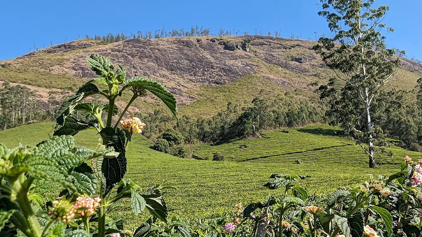 Munnar, Kerala, photo 3