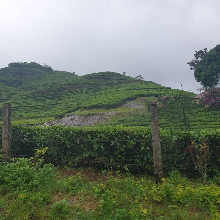 Pine Valley Vagamon, photo 1 of 11