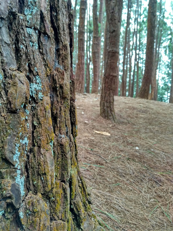 Pine Valley Vagamon, photo 4 of 11