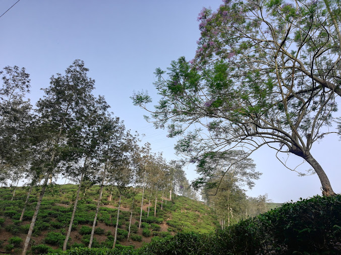 Amalagiri View Point, photo 4 of 8