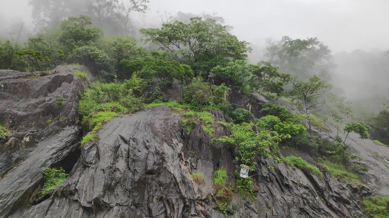 Wayanad, Kerala, photo 4