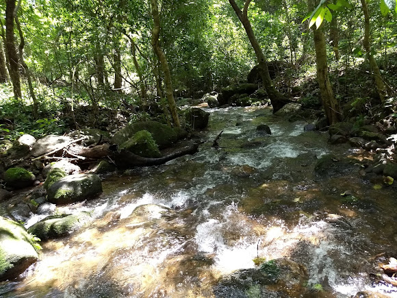 Marottichal Watefalls, photo 2 of 9