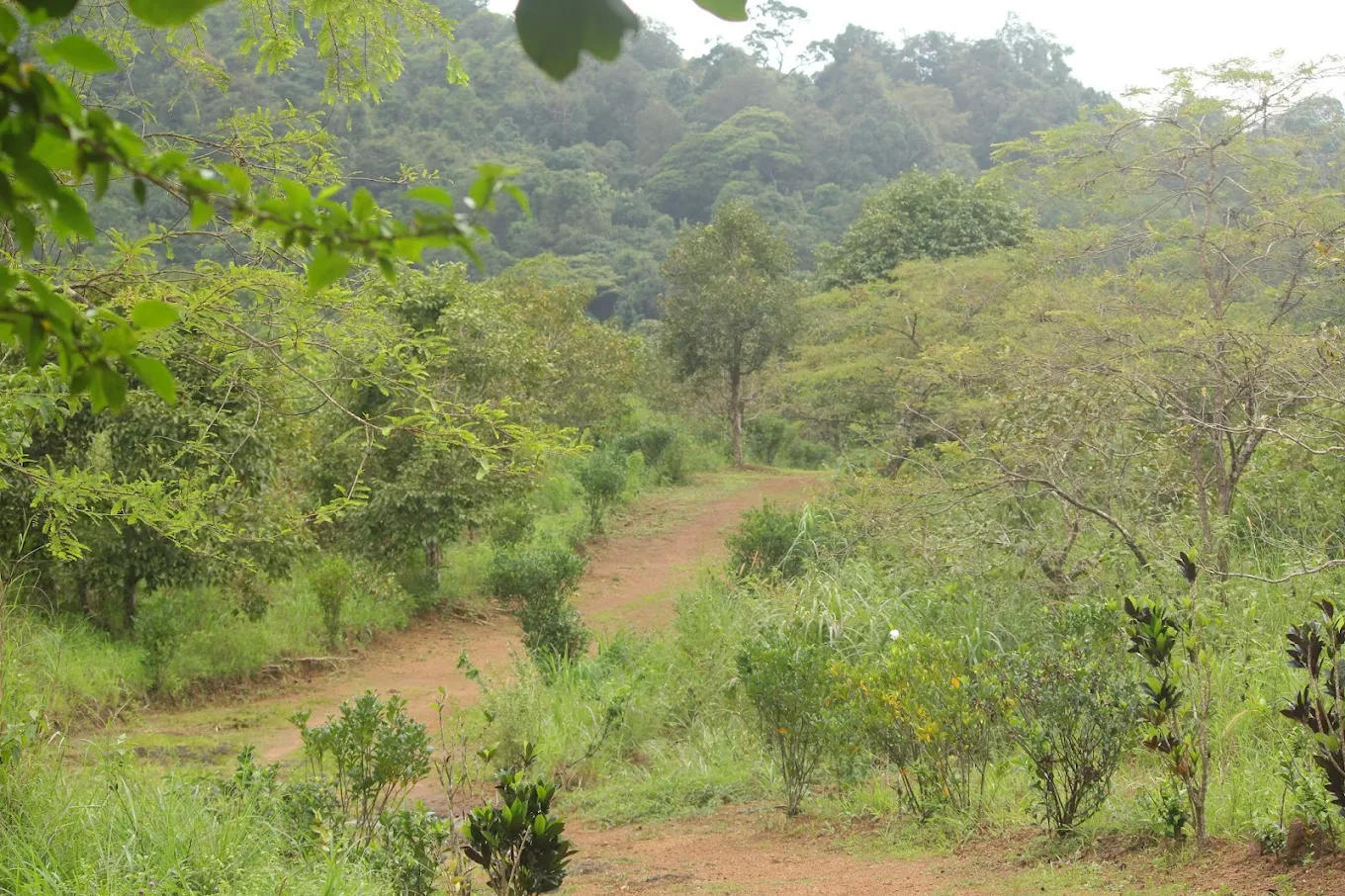 Kottancheri Hill Station, photo 2 of 7