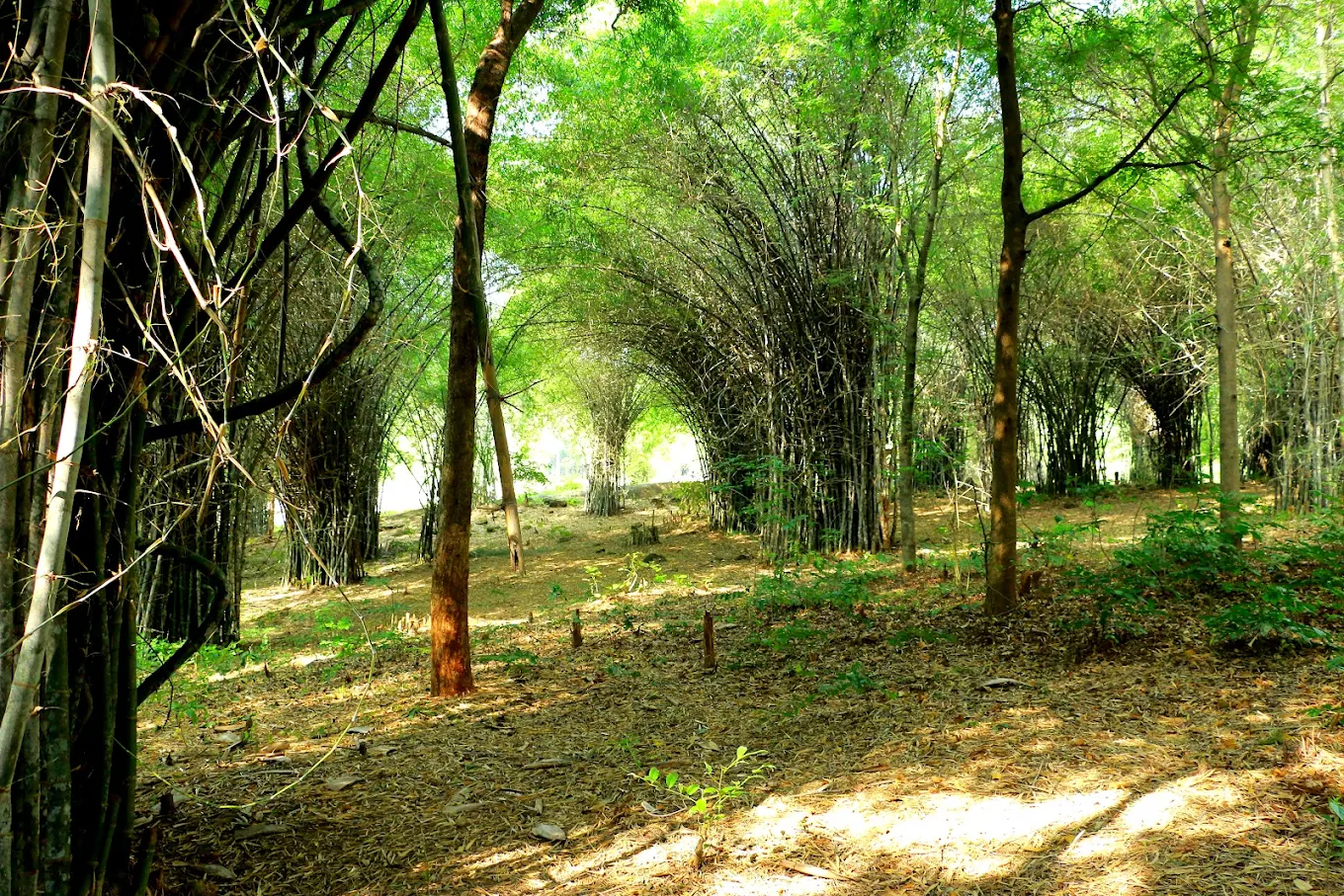 Chulanur Peafowl Sanctuary, photo 3 of 7