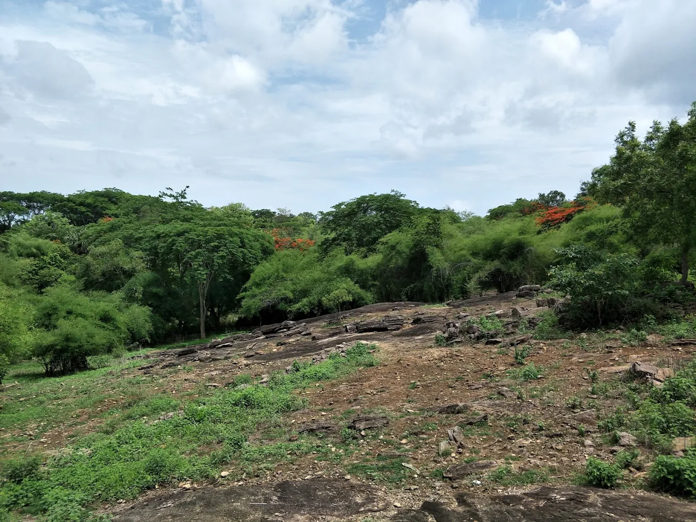 Chulanur Peafowl Sanctuary, photo 4 of 7