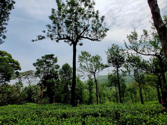 Nelliampathi, photo 1 of 8