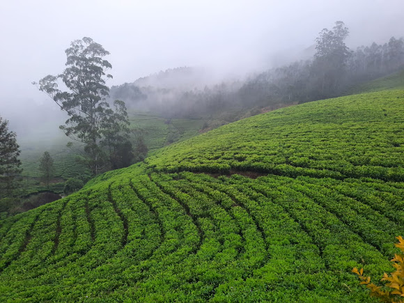 Nelliampathi, photo 4 of 8