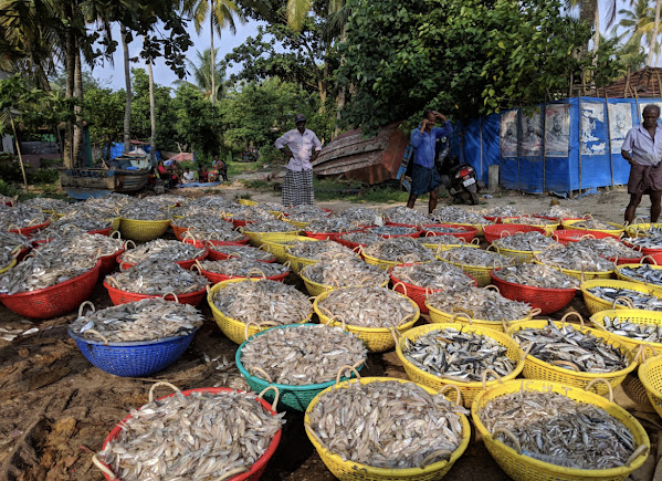 Bekal Fishing Village, photo 3 of 10