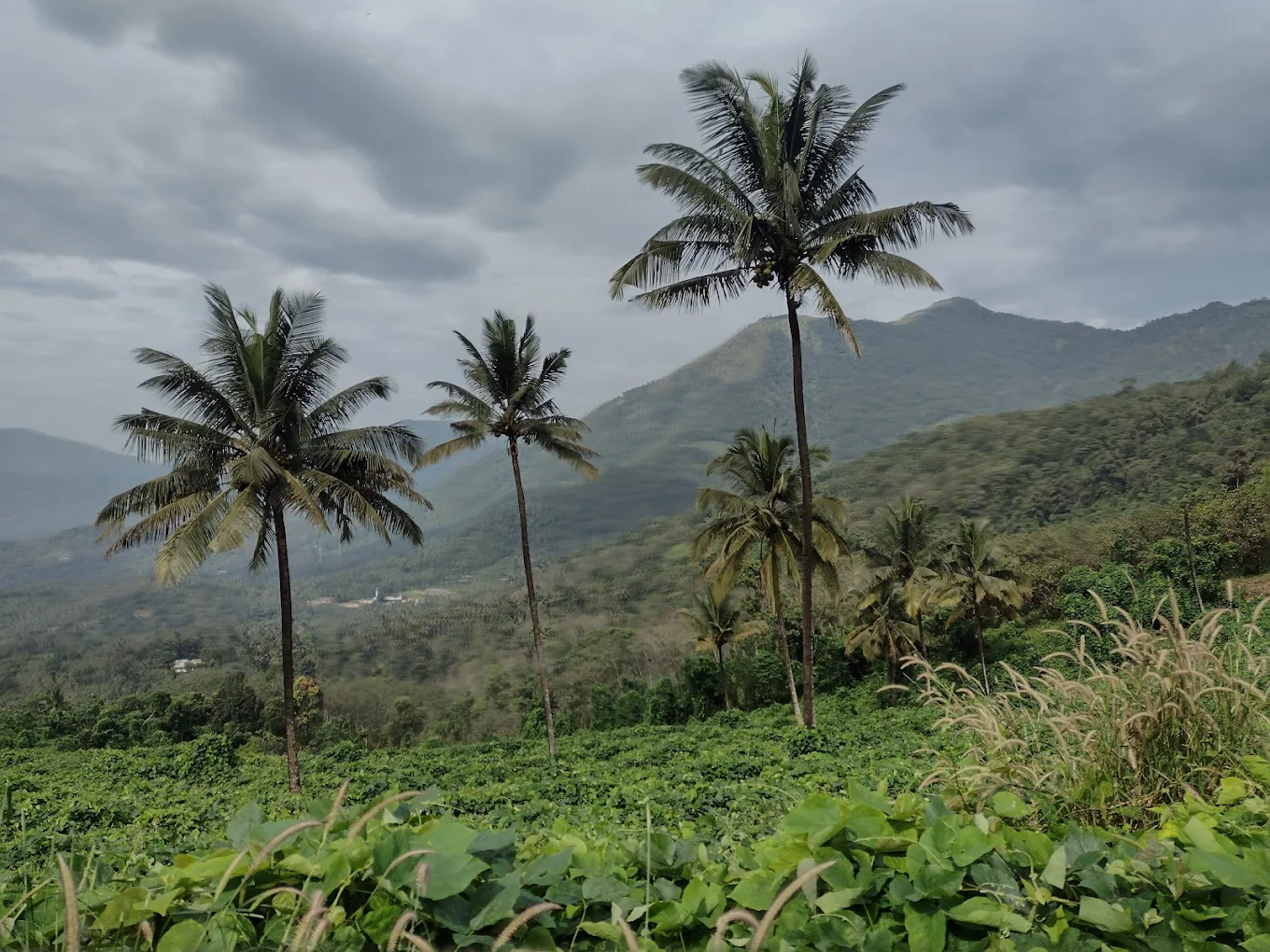 Paithalmala Tourism, photo 4 of 4