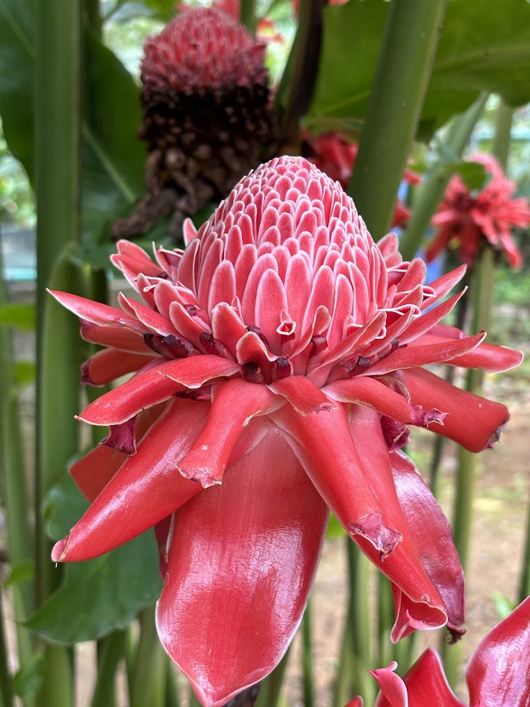 Green Park Spices plantation, photo 3 of 16