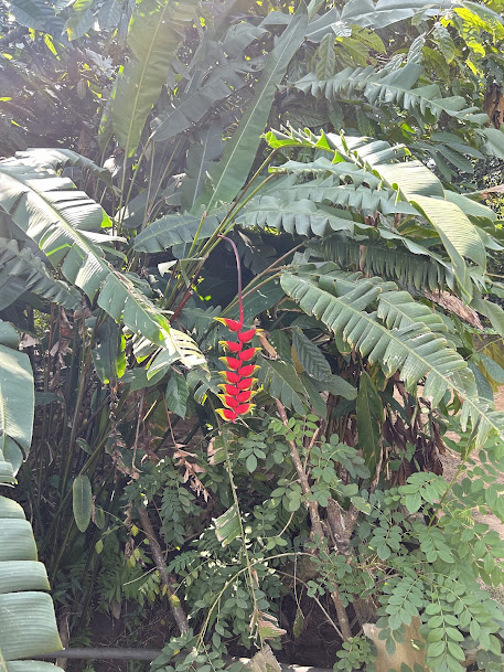 Green Park Spices plantation, photo 4 of 16