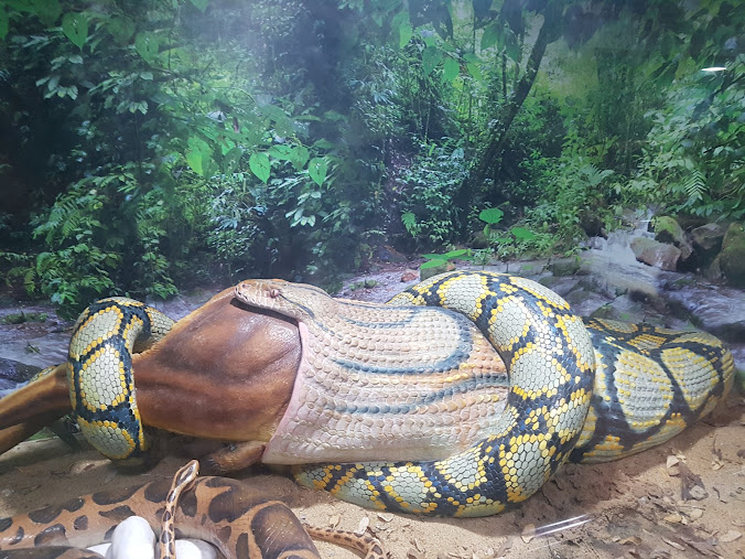 Guindy snake park, photo 1 of 9