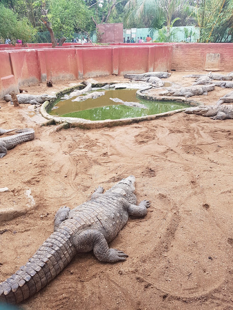 Guindy snake park, photo 2 of 9