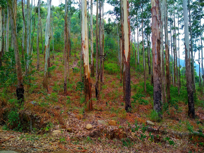 Yercaud, Tamil Nadu, photo 2