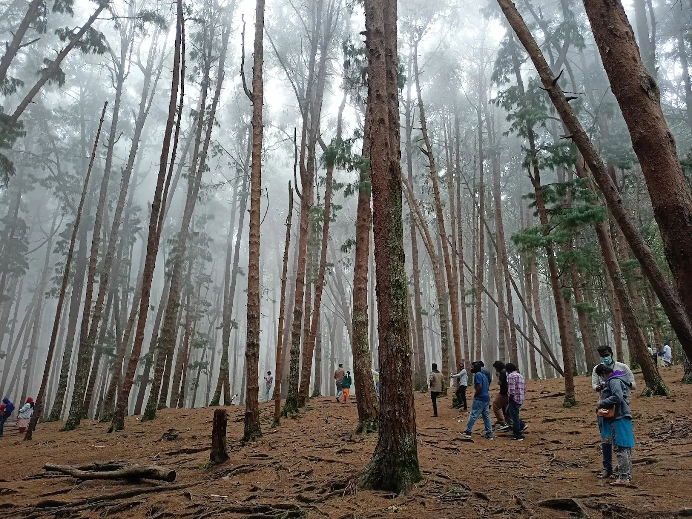Pine Forest, photo 2 of 8