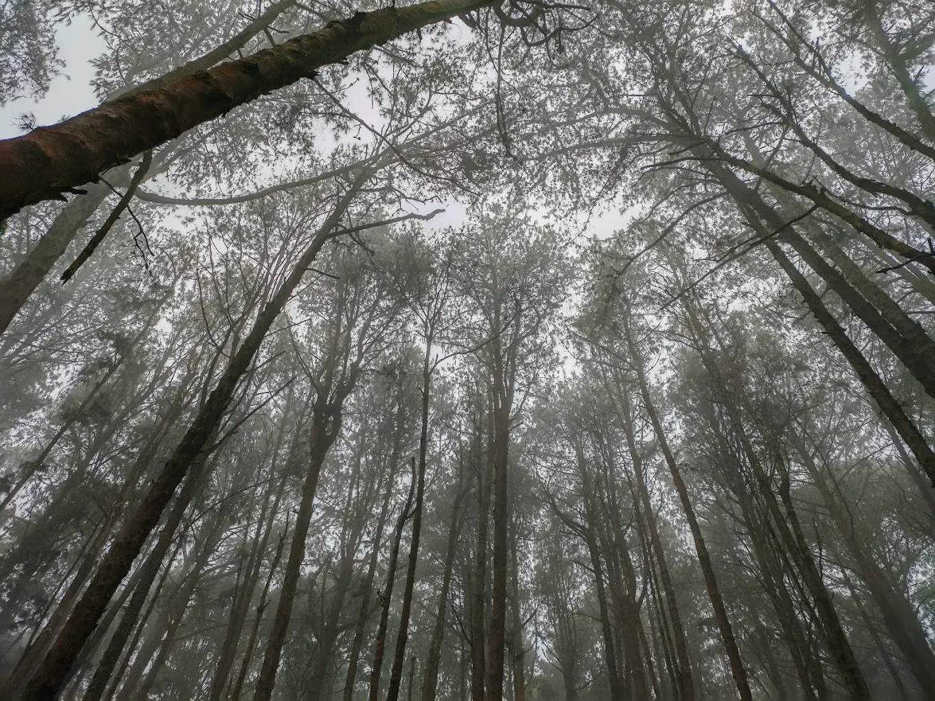 Pine Forest, photo 4 of 8